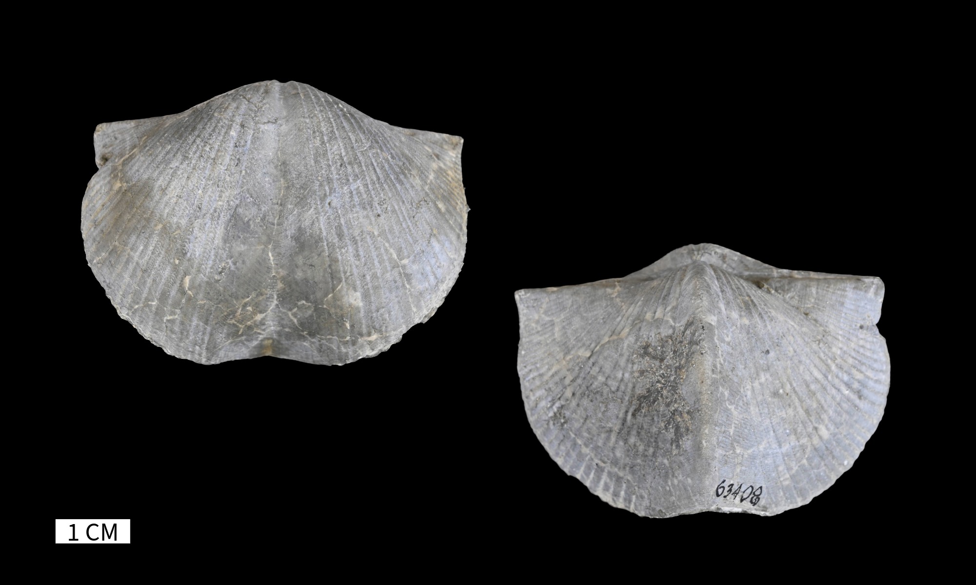 Paraspirifer bownockeri · Devonian Atlas of Ancient Life